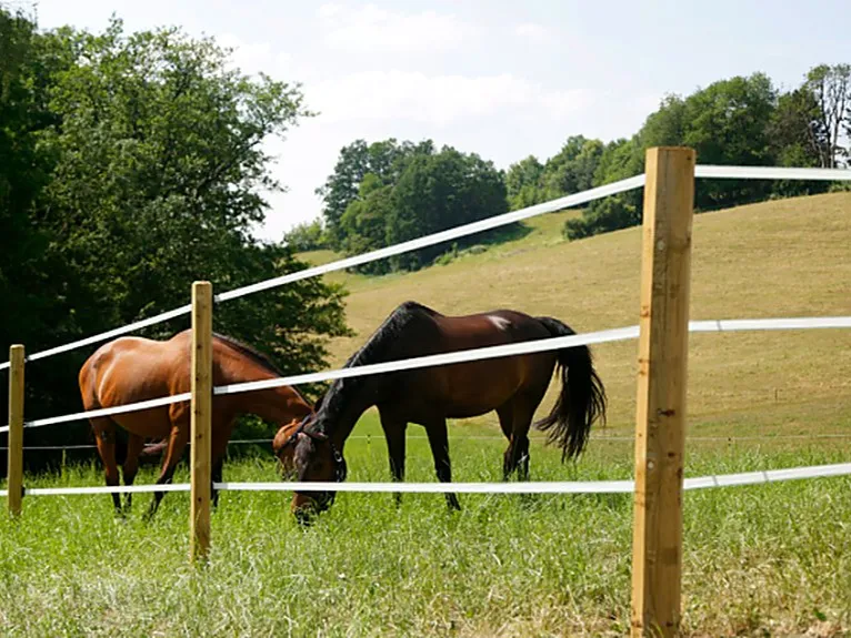Clôture électrique pour chevaux et moutons